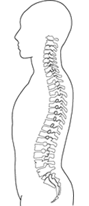 脊椎と脊髄